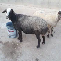 یک جفت گوسفند