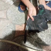 کبوتر‌طوقی