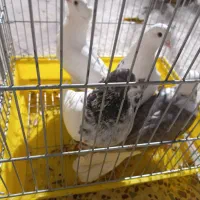 کبوتر|پرنده|بافت, |دیوار