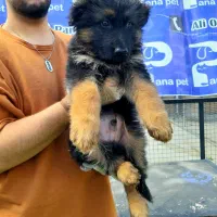 سگ ژرمن شپرد ، نژادی برای جستجو و نجات|سگ|کرج, چمن|دیوار