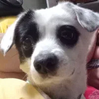 سگ پیدا شده