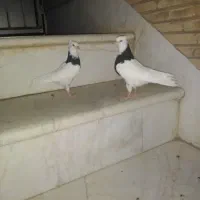 کفتر|پرنده|قم, باغ پنبه|دیوار