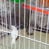 یک جفت فنچ باقفس تخم میزارن