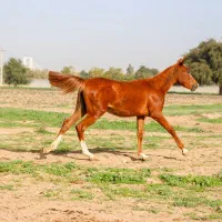 اسب خالص عرب