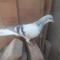 کبوتر|پرنده|سبزوار, اسلام آباد|دیوار