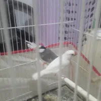 فنچ نرگسی مولد|پرنده|کاشمر, |دیوار