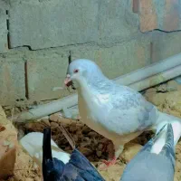 ساده ماده امری