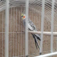 عروس هلندی نر و ماده سالم وسرحال|پرنده|شاهرود, |دیوار