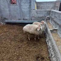 دوعددگوسفندآبستن جوان|حیوانات مزرعه|مشگین شهر, |دیوار