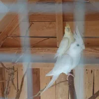 فروش عروس هلندی|پرنده|لامرد, |دیوار