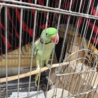 شاه طوطی مولد|پرنده|بندرعباس, |دیوار