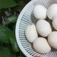 تخم مرغ گلین ومحلی|حیوانات مزرعه|شیراز, سلطان آباد|دیوار