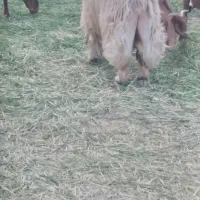 گوسفند میش و کاور حراج