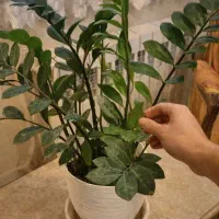 زامیفولیا ۱۷ غلاف با پاجوش خوش‌فرم و پرشاخه