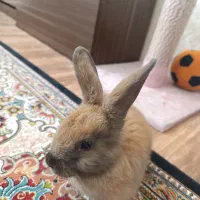 خرگوش