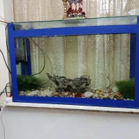 آکواریوم ماهی|ماهی|فردیس, داوری|دیوار