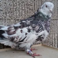 کبوتر پرشی/ جوجه کبوتر