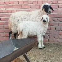 میش با بره ماده شیر مست