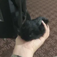 بچه خرگوش|موش و خرگوش|بندر گز, |دیوار