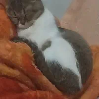 گربه اسکاتیش