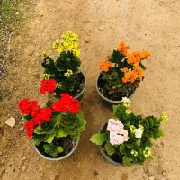 فروش گل های طبیعی