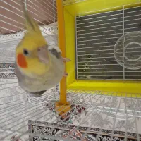 عروس هلندی نر