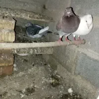 کبوتر سرخ ومسافتی