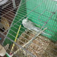 عروس پاریس|پرنده|بندر ماهشهر, |دیوار