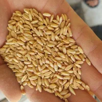 خریدار نخود،نخودسیاه ،کشک ارد کود|خدمات باغبانی و درختکاری|کرمانشاه, |دیوار