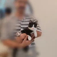 پیشی ناز نژاد دار