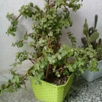 گل کراسولا خرفه ای