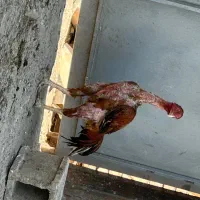 خروس لاری تاج مهر