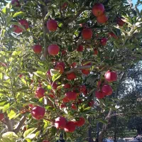 هرس زنی درخت سیب