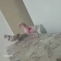 کفتر.پرشی.غرببگیری|پرنده|باقرشهر, |دیوار