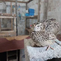 بلدرچین فروشی