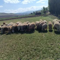 گوسفند|حیوانات مزرعه|آبش احمد, |دیوار