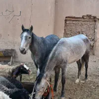 اسب (مادیون)با کره *مادیون