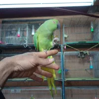 عروس‌هلندی‌کوتوله‌طوطی‌ملنگو‌قرینچیک‌و... عیدی