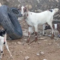 فروش بز دورگ سومال دو کهری اطراف رویدر