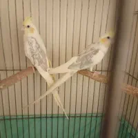 یه جفت عروس هلندی دوکت پاستیلی