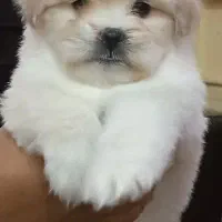 توله شیتزو پیکینیز میکس|سگ|جیرفت, |دیوار