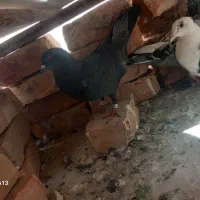 کبوتر|پرنده|خاش, |دیوار