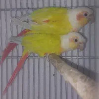 جفت ردچیک مولد