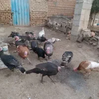 فروش بوقلمون ماده ونر