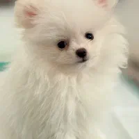 سگ پامر