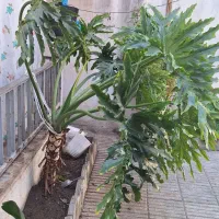فروش گل برگ انجیری