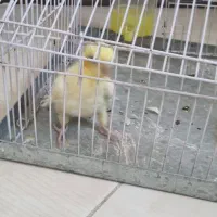 عروس هلندی نر