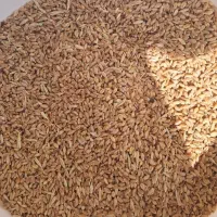 800کیلوگندم آبی ولی جو دیم قاطی داره