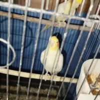 عروس هلندی مولد