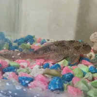 لجن خوار بزرگ